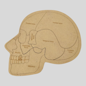 Human Skull Anatomy