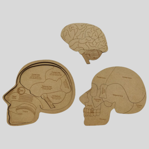 Human Skull Anatomy - Image 3