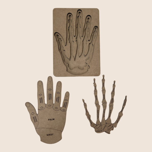 Human Hand - Image 2