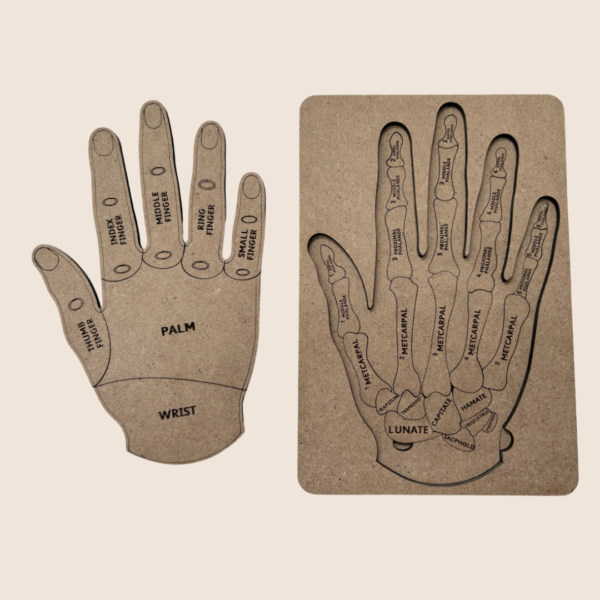 Human Hand - Image 3