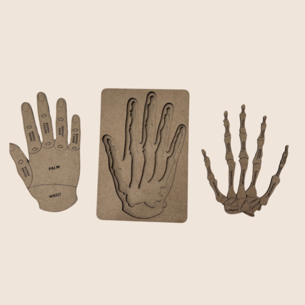 Human Hand - Image 4