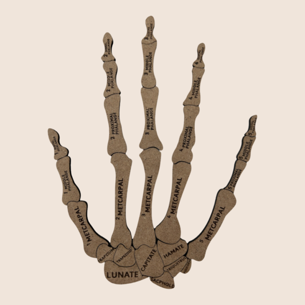 Human Hand - Image 5