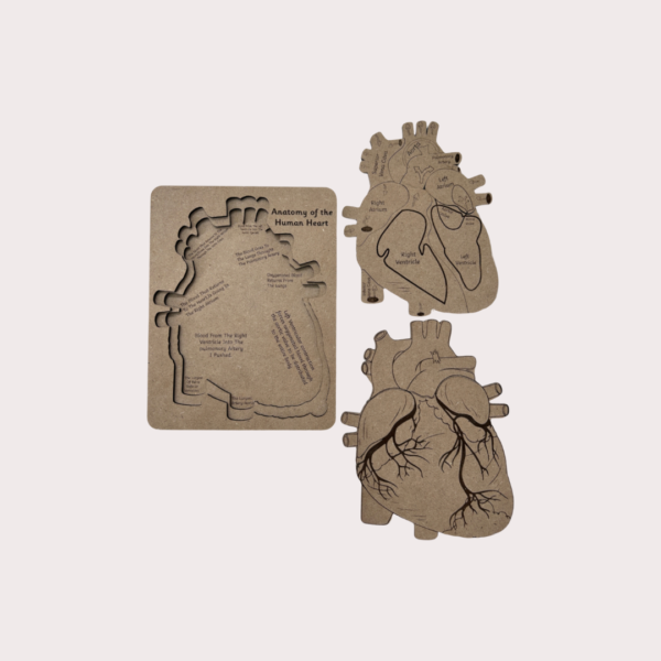 Human Body Anatomy Combo Set - Image 5