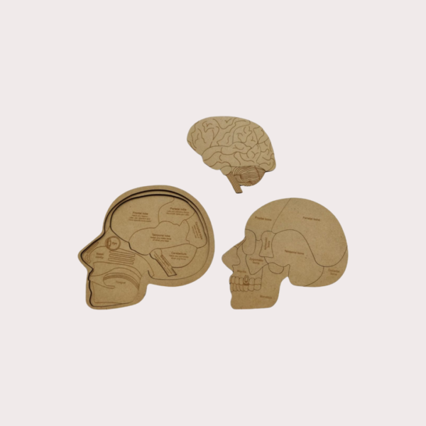 Human Body Anatomy Combo Set - Image 3