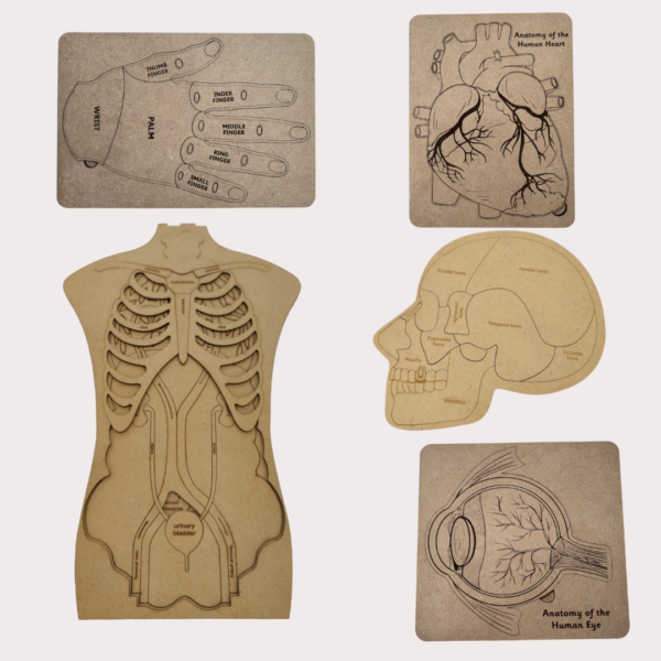 Human Body Anatomy Combo Set