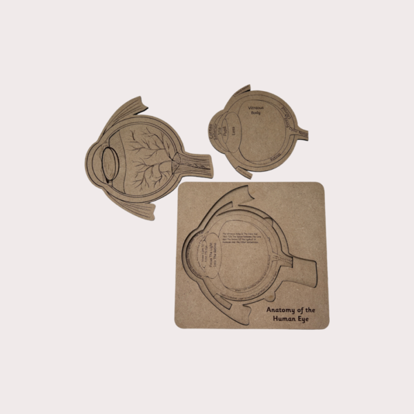 Human Body Anatomy Combo Set - Image 4