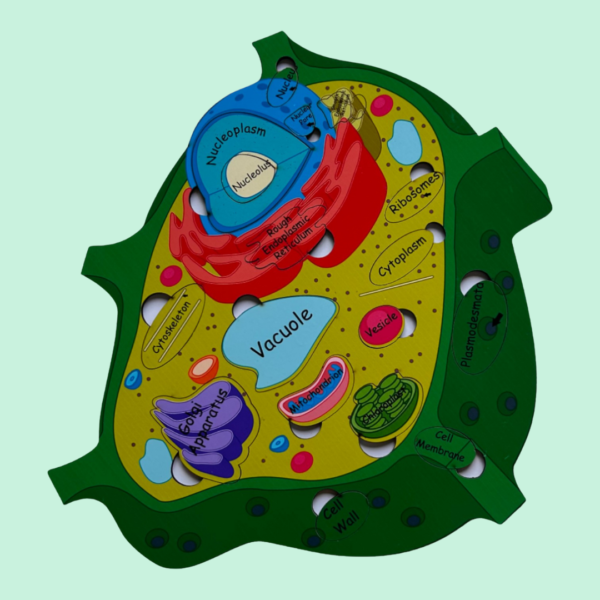 Plant Cell Model - Image 3