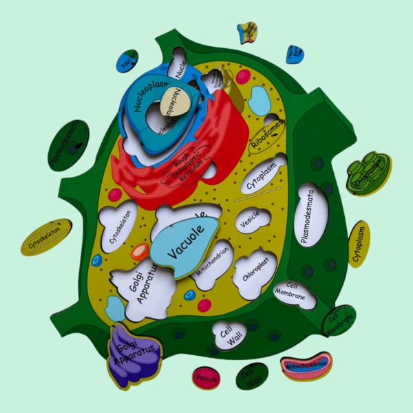 Plant Cell Model - Image 2