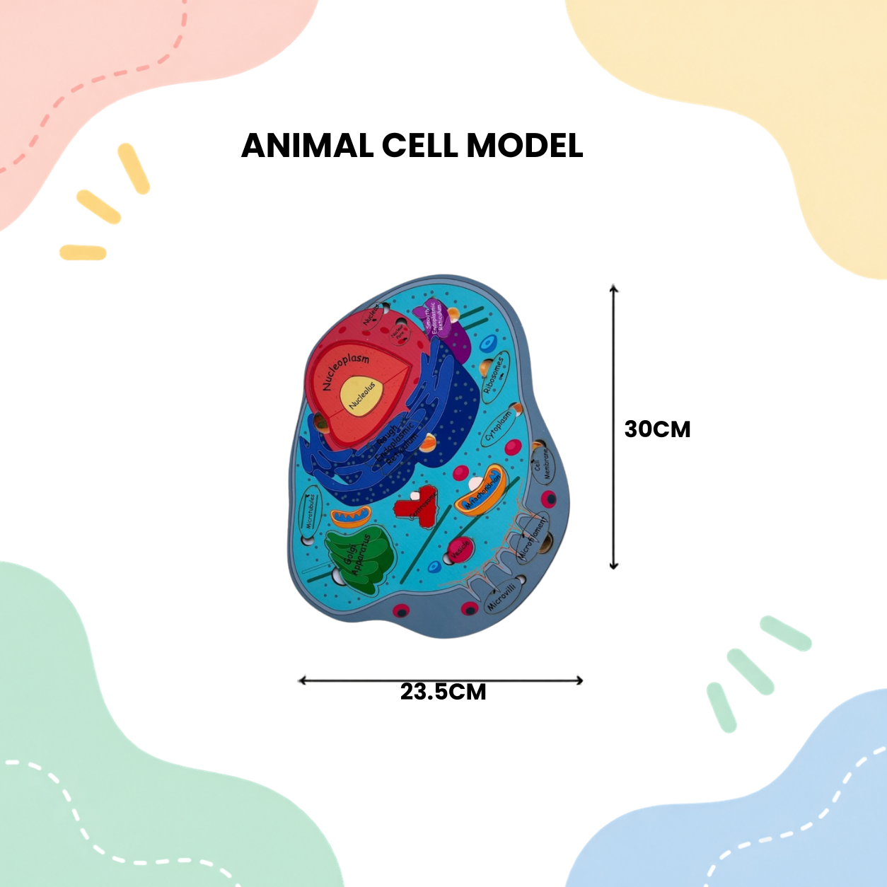 Animal Cell Model - Image 5