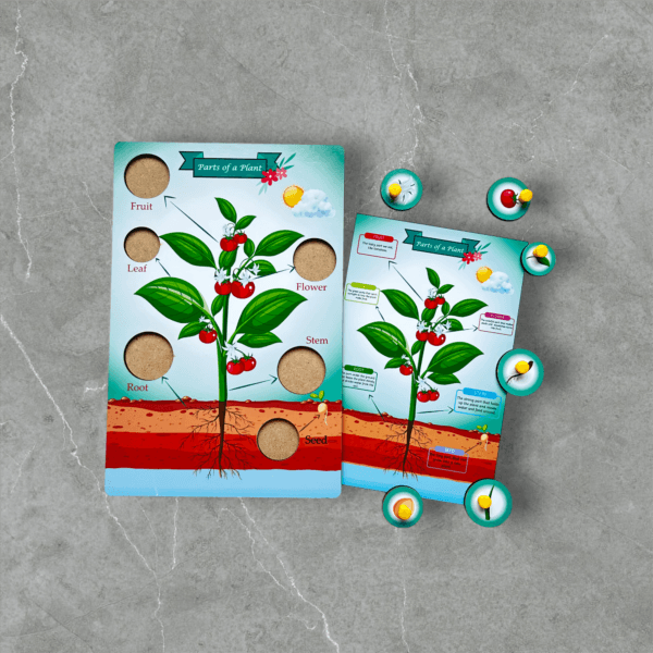 Parts of a plant - Image 5