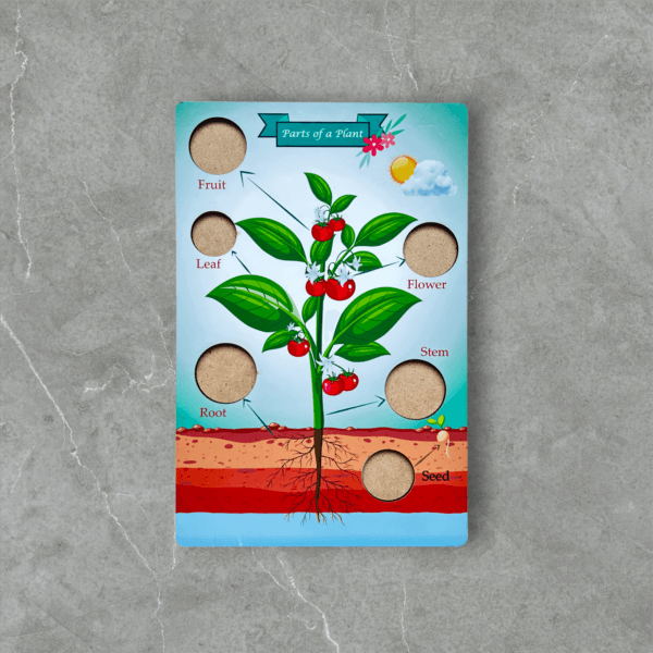Parts of a plant - Image 4