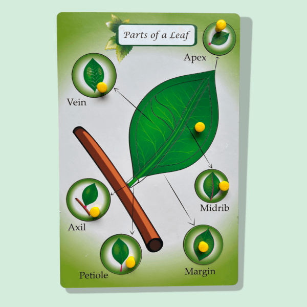 Parts of a Leaf - Image 5