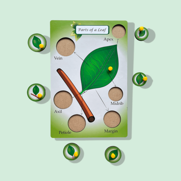 Parts of a Leaf - Image 4