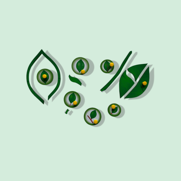 Parts of a Leaf - Image 3