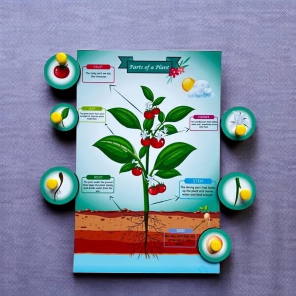 Parts of a Tree & Plant Combo Kit - Image 6