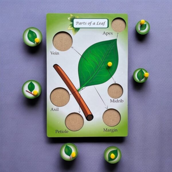 Parts of a Flower & Leaf Combo Kit - Image 4