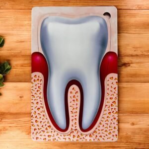 Anatomy of the Human Tooth