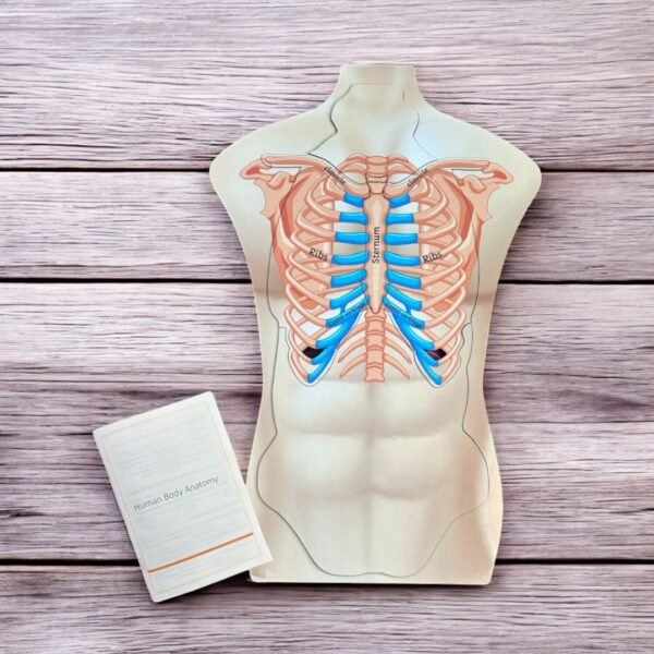 Human Body Anatomy Combo Kit - Image 6