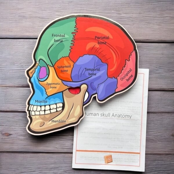 Human Body Anatomy Combo Kit - Image 3