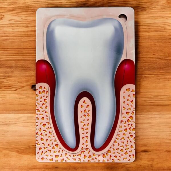 Human Body Anatomy Combo Kit - Image 2